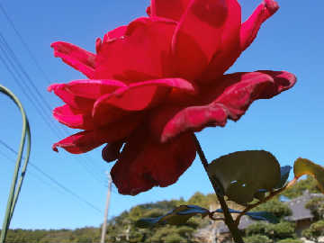 new_PA122012赤ばら.jpg