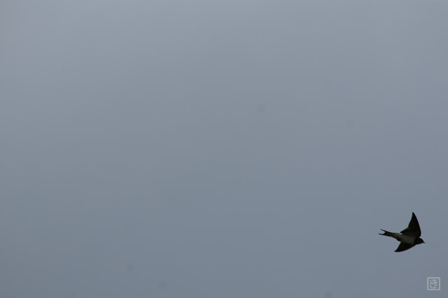 DSC05415_S.JPG