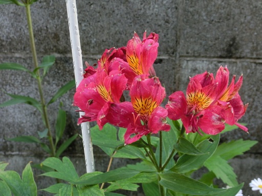 CIMG0761.JPG
