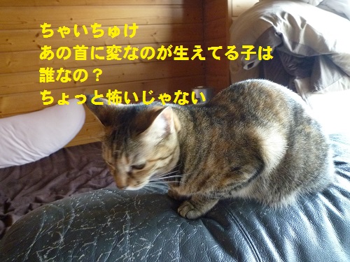 P1050239.jpg