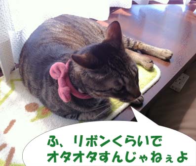 カイリボン.jpg