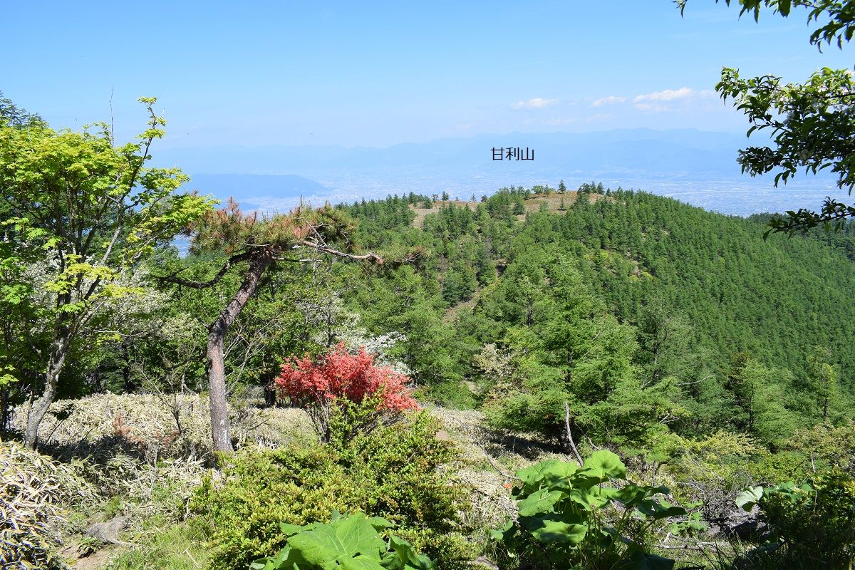 山梨県の山 ツツジ満開甘利山から千頭星山へ 古ギャルの山登りとガーデニングで楽しく 楽天ブログ