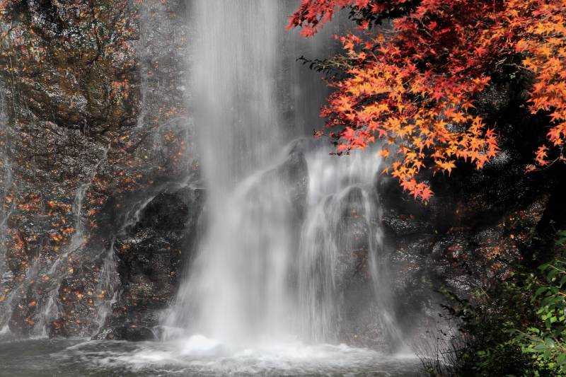 残り紅葉と大滝_003残り紅葉.jpg