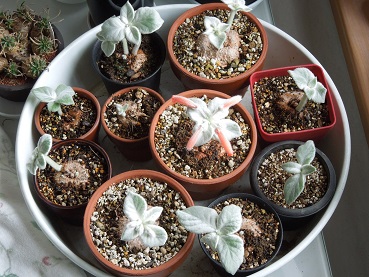 断崖の女王3-5-2