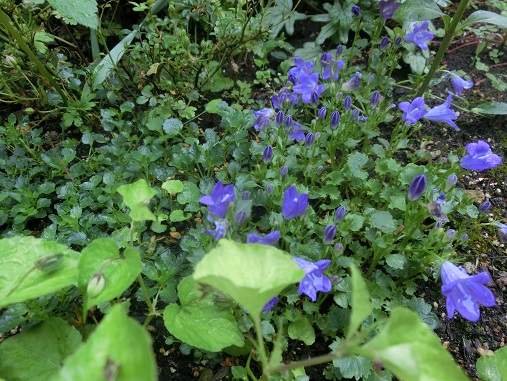 カンパニュラメリーベル