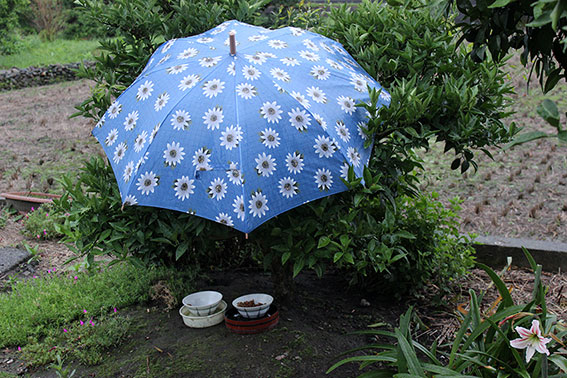 ニャンコの餌場♪