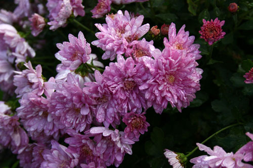 菊　26.11.10-3_edited-1.jpg