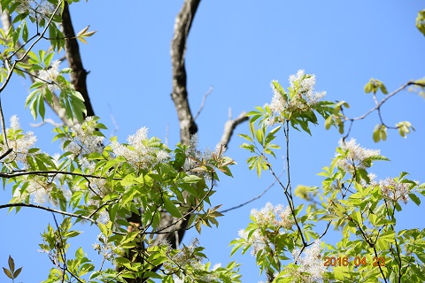 DSC_0266.JPG