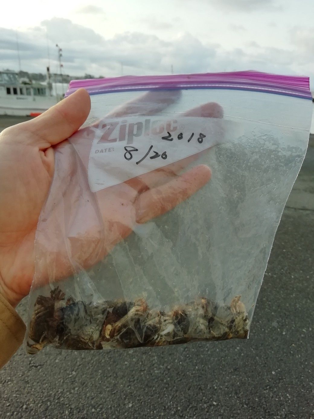 19 5 2 清水港 チヌ ｇｗ最高のチヌ 続 冷凍カニチャレンジ ヘチ釣り 落とし込み釣り 貯木場 巴川河口 フェリー乗り場 はやとの釣りブログ 楽天ブログ