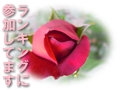 Rose3.jpeg