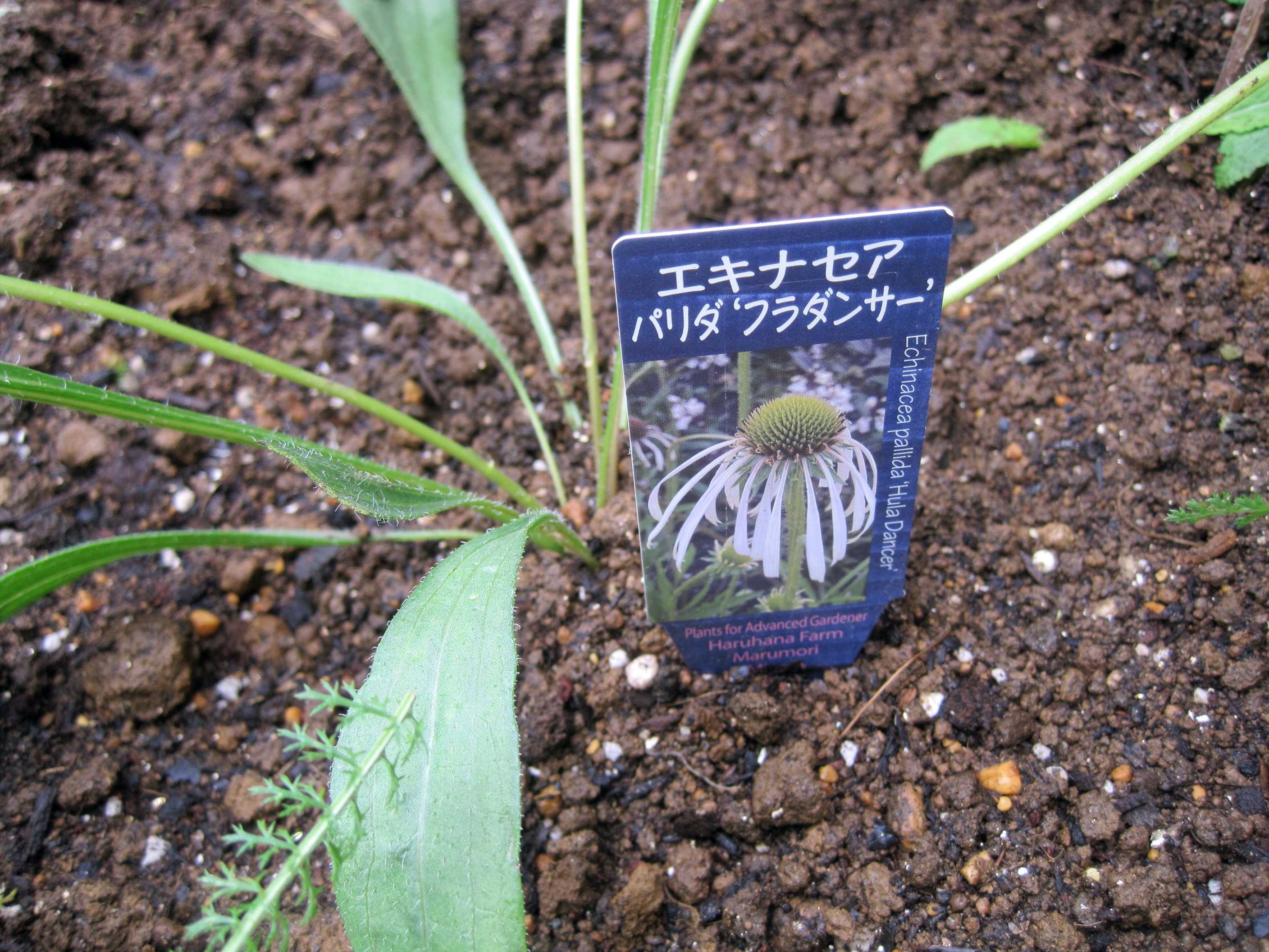エキナセア パラドクサの種まき たねをまく日々 楽天ブログ エキナセア パラドクサの種まき たねをまく日々 楽天ブログ