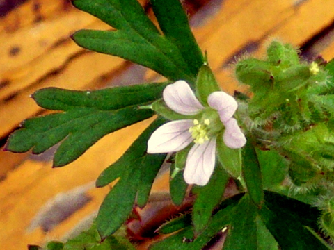 アメリカフウロの花-2