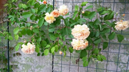 rblog-20170520190157-03.jpg