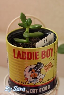 4年放置の枯れかけの100均多肉植物 ひょろひょろなのに突然新芽が出たのはなぜ てくてく まうす 楽天ブログ