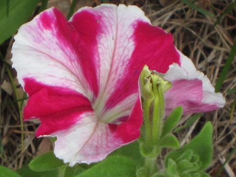 IMG_0377_1.JPG