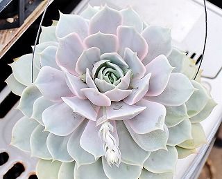 エケベリア ローラを交配してみた ガマンマの ニク サボ栽培 楽天ブログ