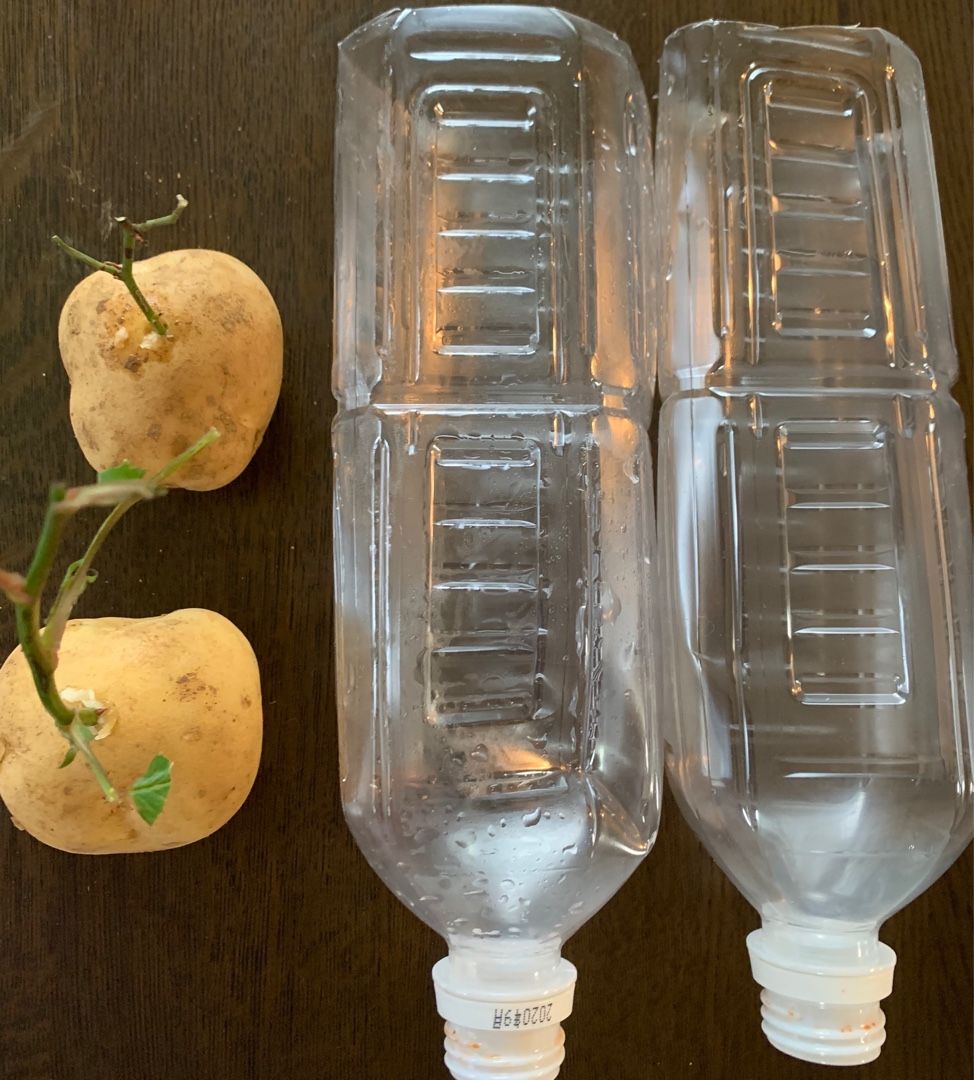 ネットで 薔薇の茎をじゃがいもに刺して一週間経った結果が凄い 驚愕の変身 を見て試してみた Music Land 私の庭の花たち 楽天ブログ