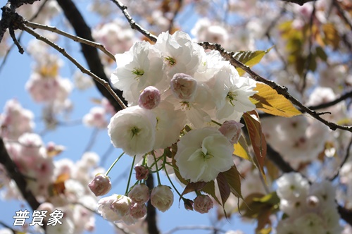 浜離宮恩賜庭園の八重桜