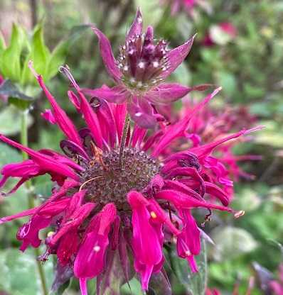 モナルダ ベルガモット 白 夕方の庭で大笑い 静かな時が流れる 風の庭 楽天ブログ