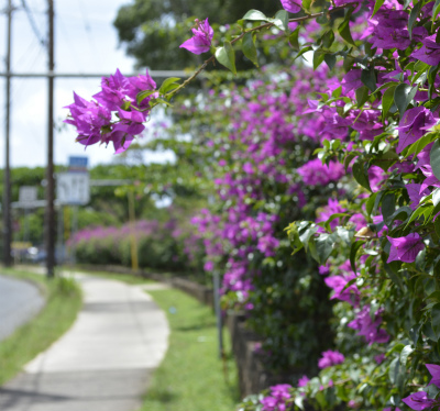 路上の花