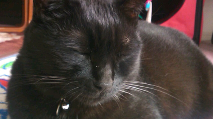 20160630みーこ30-2