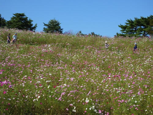 花の丘のコスモス