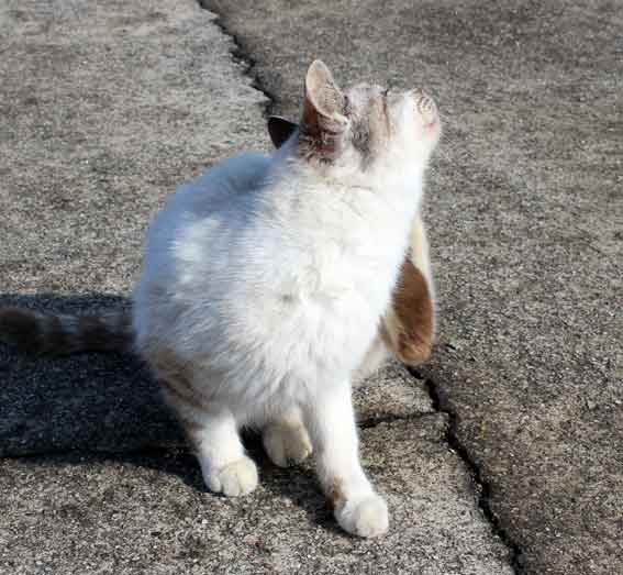 我が家のニャンコ♪2014/02/8-3