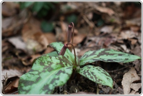 平栗-3 カタクリ-3 13.3.31