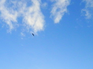 飛翔　1.10　2015　