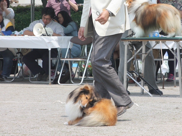 IMG_1818 - コピー.JPG