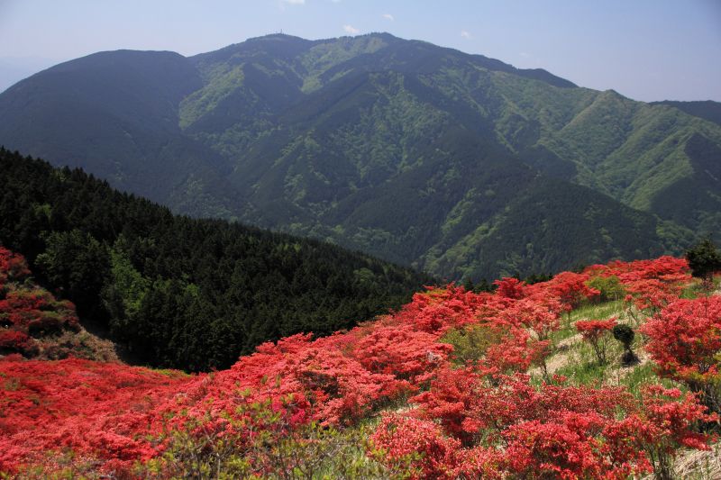 葛城山ツツジ園_003.jpg