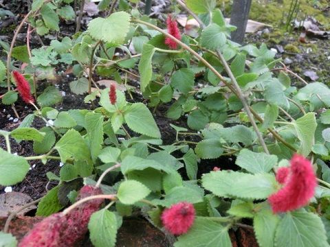 キャットテールの冬越し準備 また小菊 一歩前へ 静かな時が流れる 風の庭 楽天ブログ