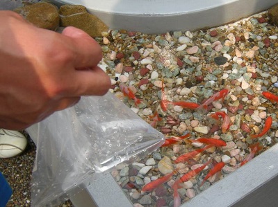 金魚すくい.jpg