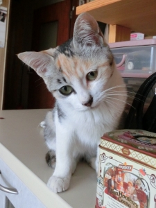 CIMG0068 (225x300).jpg