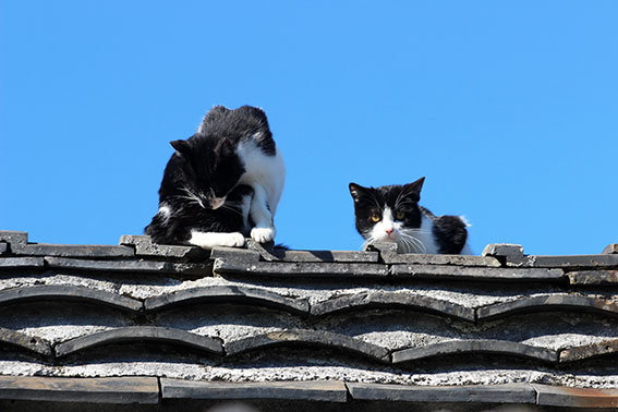 我が家のニャンコ♪2015/1/28-2