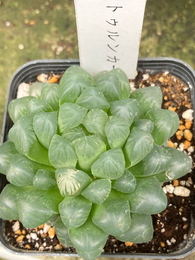 今日もまた雨 ハオルチアが元気 りんすいのブログ 楽天ブログ 今日もまた雨 ハオルチアが元気 りんすいのブログ 楽天ブログ