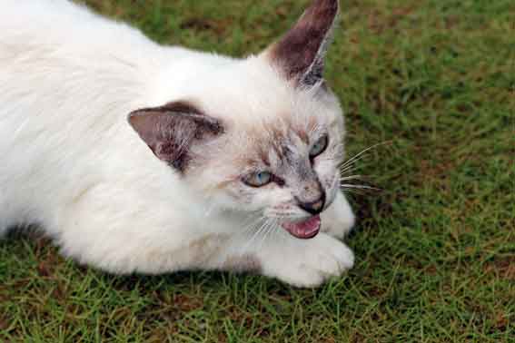 我が家のニャンコ♪2013/8/30-3