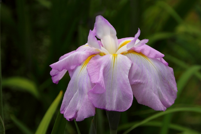 花菖蒲色々_06.jpg