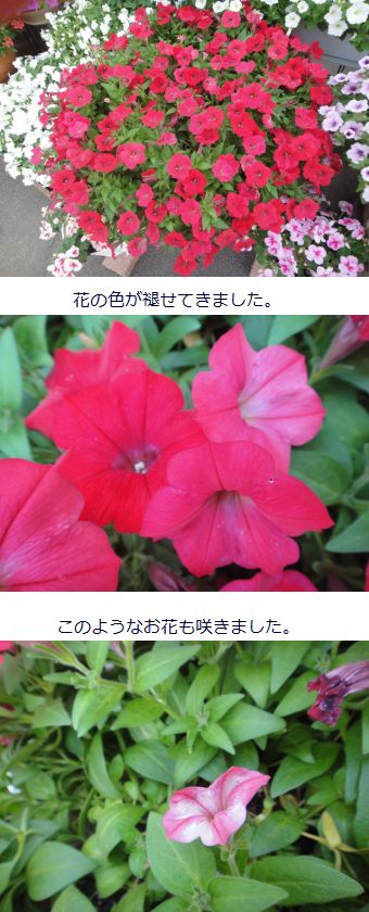 サフィニアレッドも切り戻しの時期です。