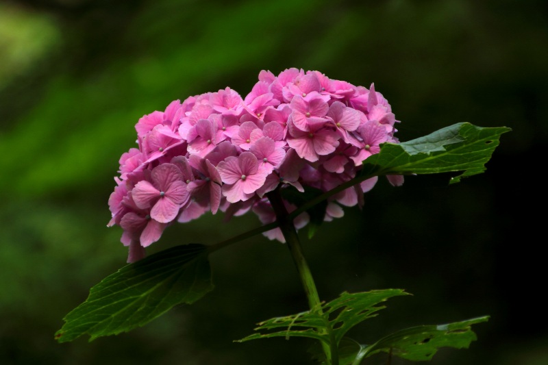 中千本公園の紫陽花_02.jpg