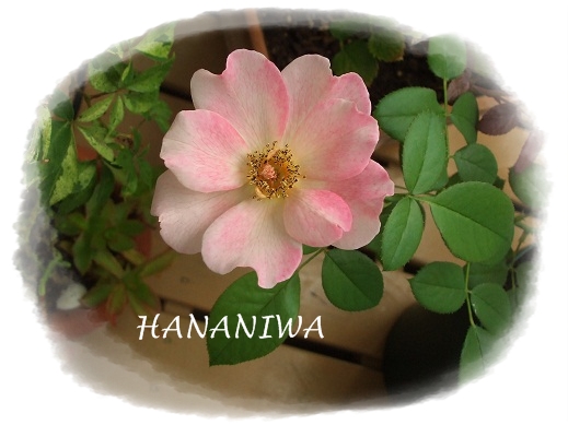 2012_0907トレッサ用寄せ植えとクレマチスの講座とカ0010.JPG