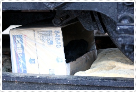 ある猫の最期-2 西部緑地公園 13.1.30