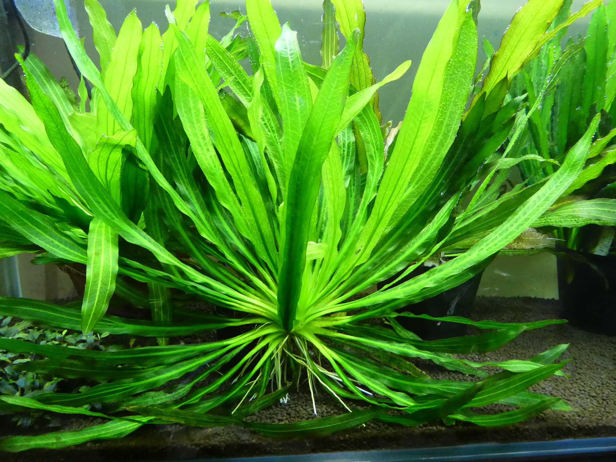 久しぶりのエキノ | 暇じゃないけど適当にアクアリウムのブログ書いて