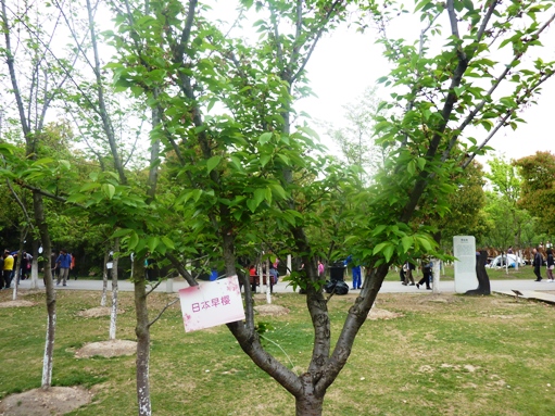 084顧村公園５.jpg