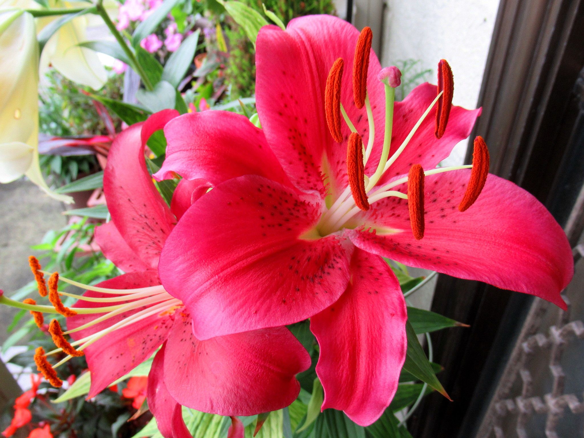 日本列島が流れちゃいそうよね A かにゃかにゃガーデン 楽天ブログ