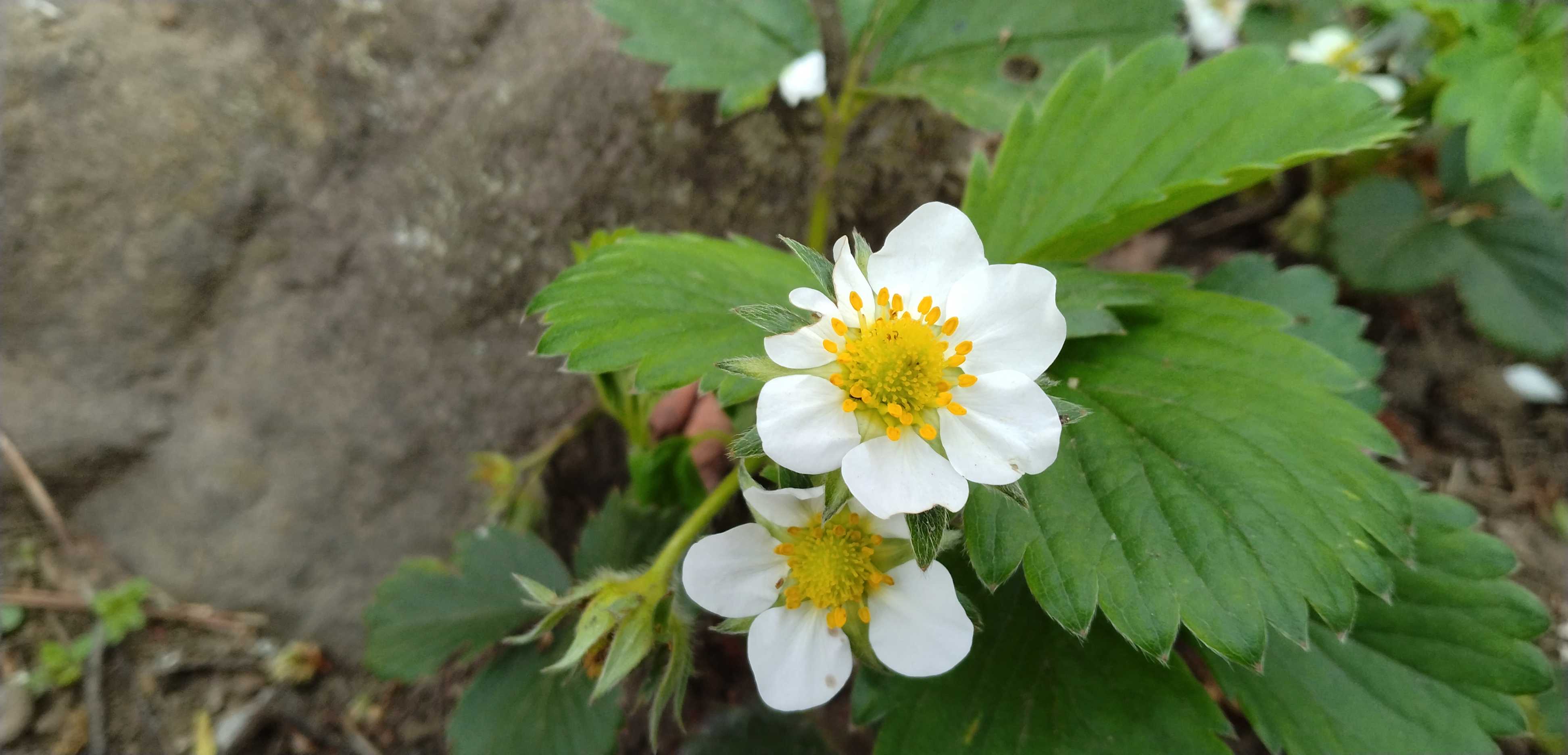 実家の草むしり、孫と過ごす | 4chanの部屋 - 楽天ブログ