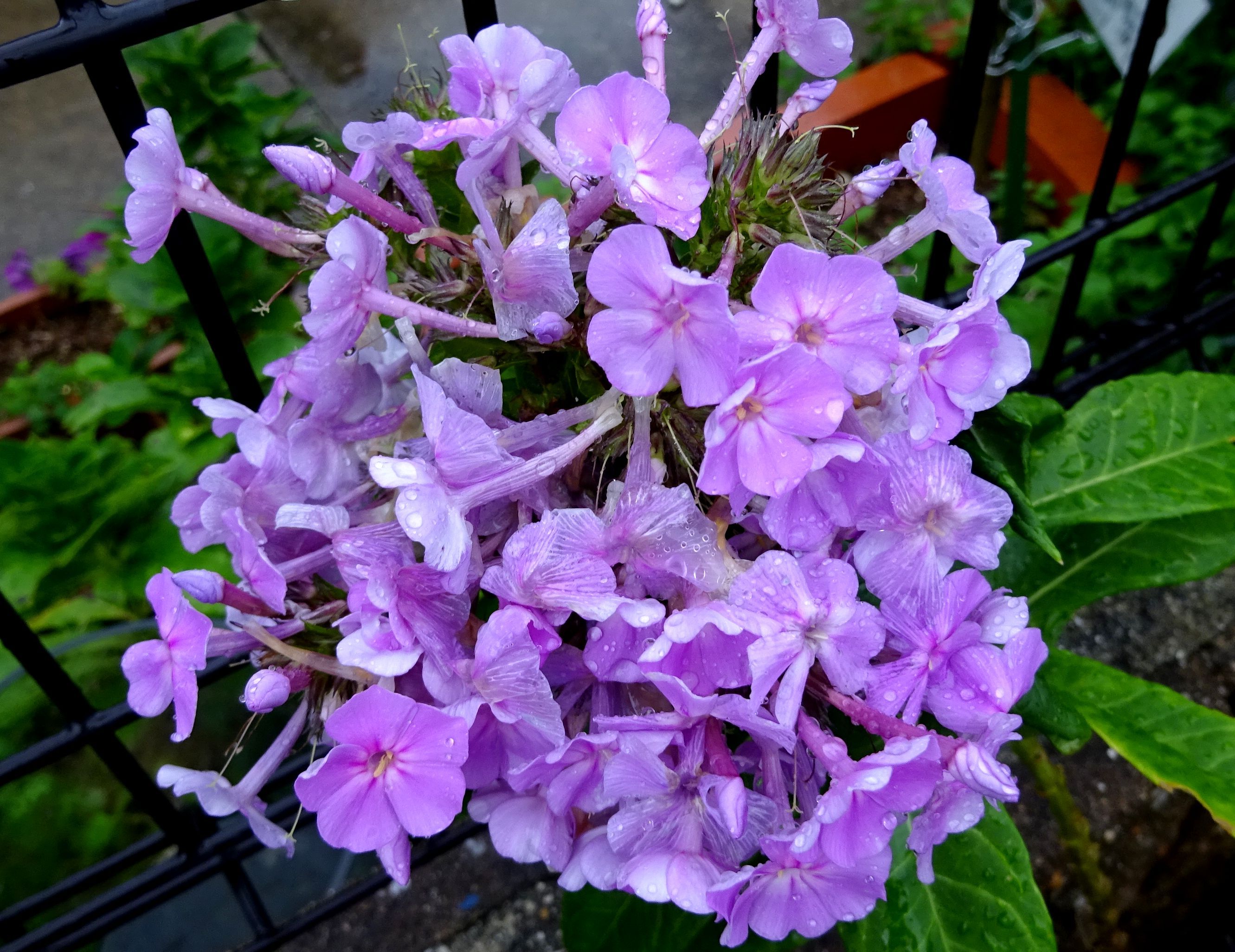 10月9日 今日の一花 フロックス Gazengamaのブログ 散歩中に出合った花と趣味の陶芸作品 楽天ブログ