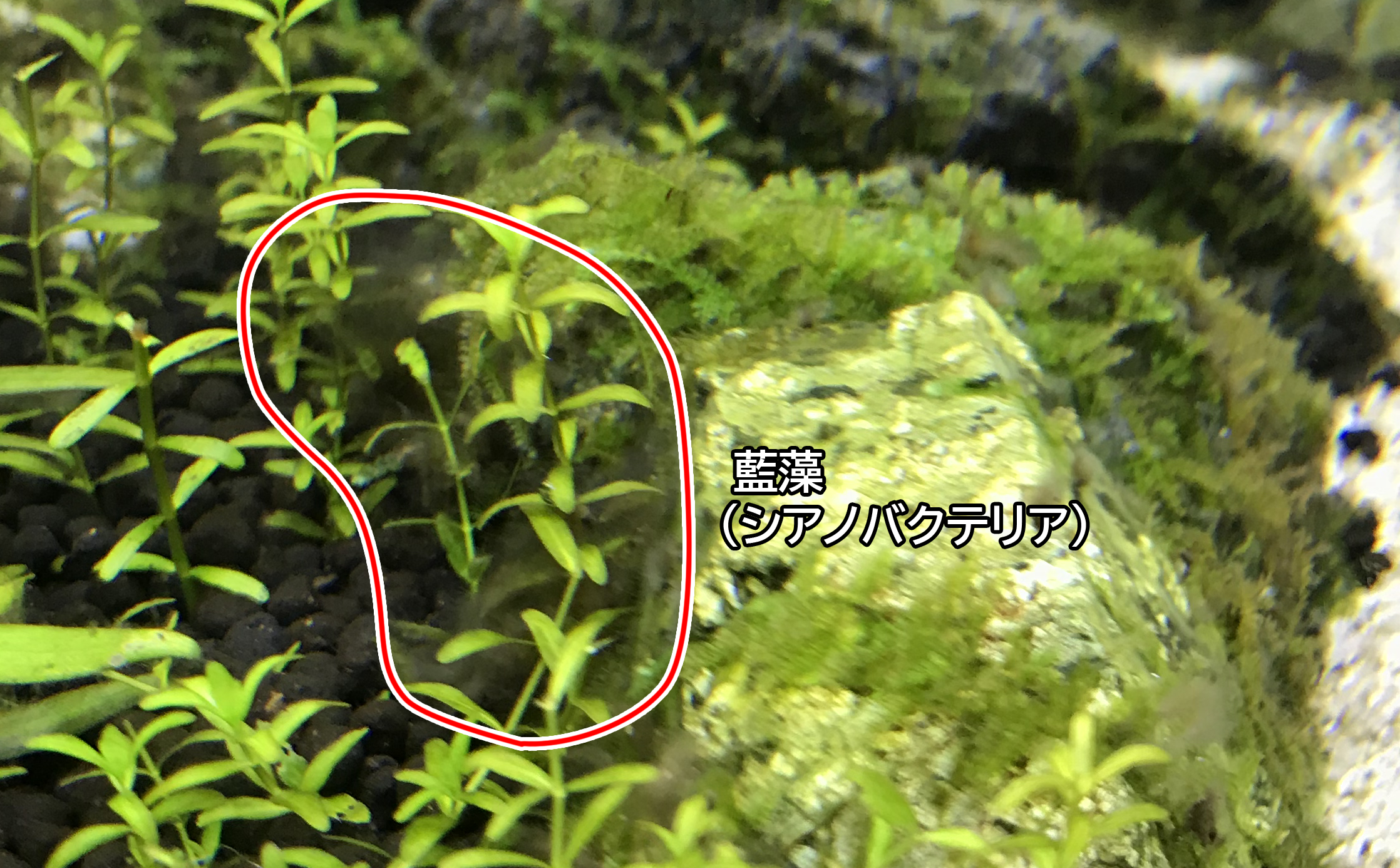 水槽再生計画 まったりアクア生活 楽天ブログ