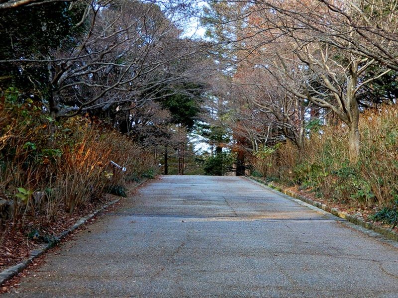 あじさい坂7