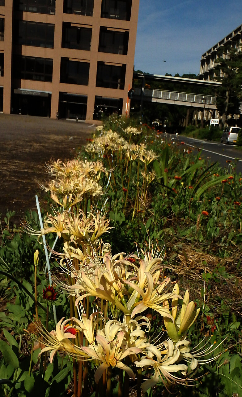 150915白花曼珠沙華２.jpg